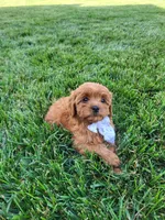 Kallie, a female Cavapoo for sale in Clarkrange, TN – 4 of 6
