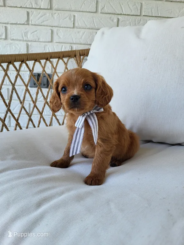 Jimmy – Cavapoo puppy for sale in Clarkrange, TN