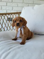 Jimmy, a male Cavapoo for sale in Clarkrange, TN – Photo 1 of 2