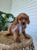 Jimmy, a male Cavapoo for sale in Clarkrange, TN – 4 of 4