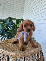 Jimmy, a male Cavapoo for sale in Clarkrange, TN – 3 of 4