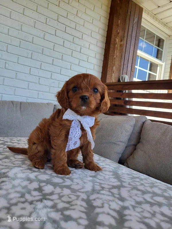 Ivory – Cavapoo puppy for sale in Clarkrange, TN