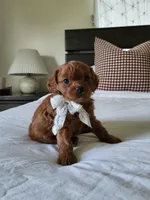 Ivory, a female Cavapoo for sale in Clarkrange, TN – Photo 4 of 6