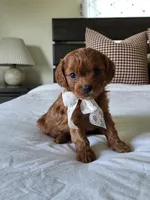 Ivory, a female Cavapoo for sale in Clarkrange, TN – Photo 2 of 6