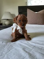 Ivory, a female Cavapoo for sale in Clarkrange, TN – Photo 6 of 6