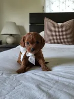 Ivory, a female Cavapoo for sale in Clarkrange, TN – Photo 5 of 6