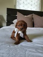 Ivory, a female Cavapoo for sale in Clarkrange, TN – Photo 3 of 6