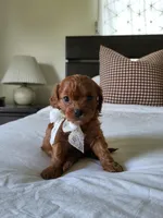 Ivory, a female Cavapoo for sale in Clarkrange, TN – Photo 1 of 6