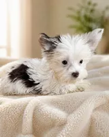 Blend, a male Mini Yorkshire Aussie for sale in Manassas, VA – 1 of 1