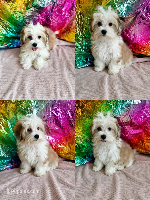 Cedar – Morkie puppy for sale in Manassas, VA