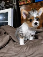 Toyie, a male Yorkshire Terrier for sale in Manassas, VA – 1 of 1