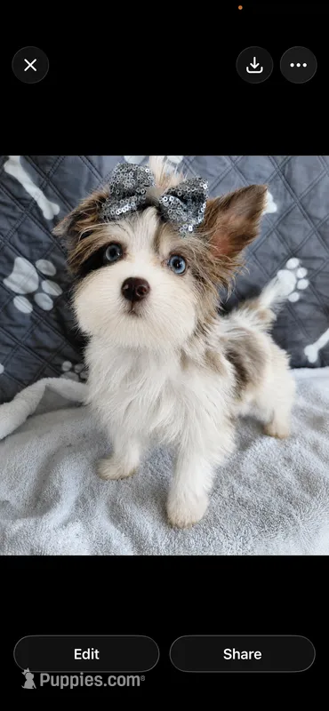 Peaches – Yorkshire Terrier puppy for sale in Manassas, VA