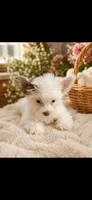 Jazzy, a female Mini Yorkshire Aussie for sale in Manassas, VA – 1 of 1
