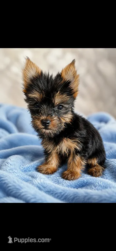 Simba – Yorkshire Terrier puppy for sale in Manassas, VA