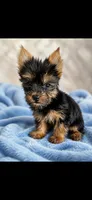 Simba, a male Yorkshire Terrier for sale in Manassas, VA – 1 of 2