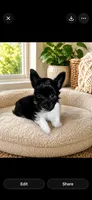 Draco, a male Yorkshire Terrier for sale in Manassas, VA – 1 of 1