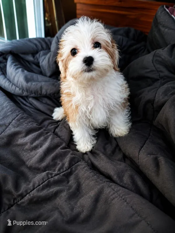 Cedar – Morkie puppy for sale in Manassas, VA