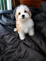Cedar, a male Morkie for sale in Manassas, VA – 1 of 1