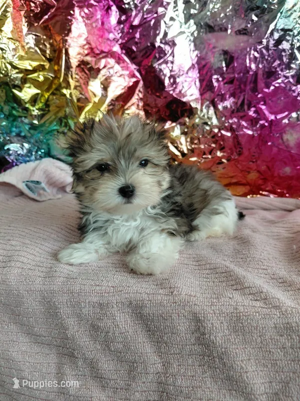Rider – Morkie puppy for sale in Manassas Park, VA