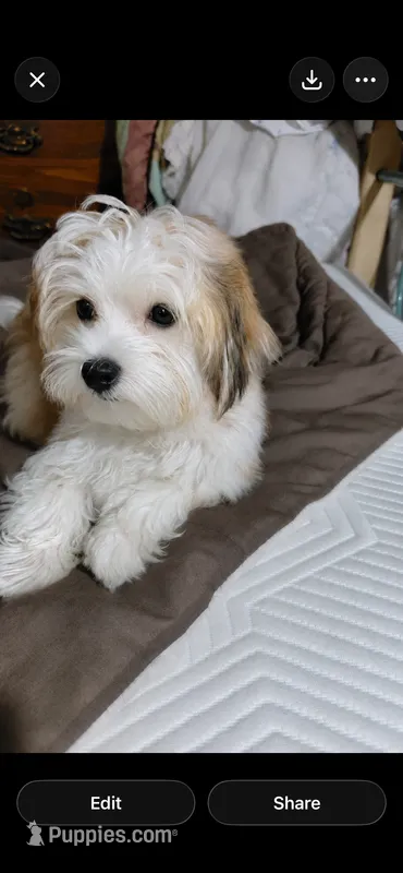 Cedar – Morkie puppy for sale in Manassas, VA