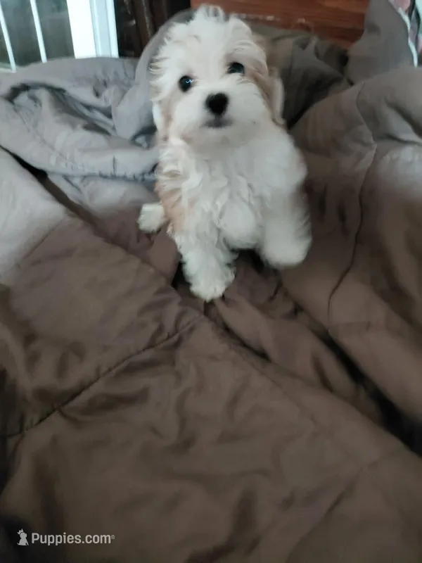 Cedar – Morkie puppy for sale in Manassas Park, VA