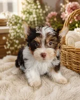 Rainbow, a male Mini Yorkshire Aussie for sale in Manassas, VA – 1 of 1