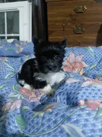 Sun Shine, a male Yorkshire Terrier for sale in Manassas, VA – 1 of 1