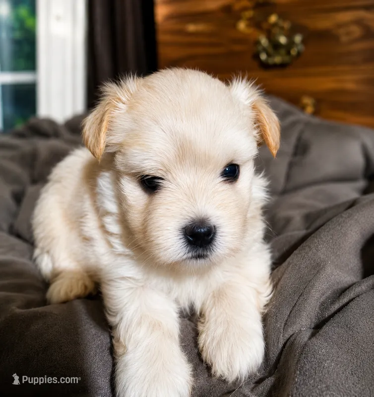 Sun Shine – Morkie puppy for sale in Manassas, VA