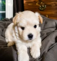 Sun Shine, a male Morkie for sale in Manassas, VA – 1 of 1