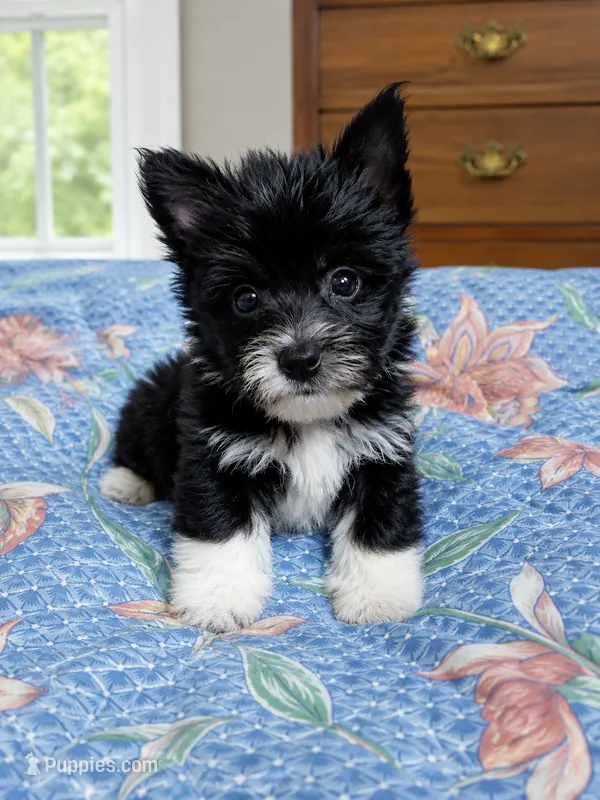 Whiskers – Yorkshire Terrier puppy for sale in Manassas, VA