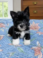 Whiskers, a male Yorkshire Terrier for sale in Manassas, VA – 1 of 1