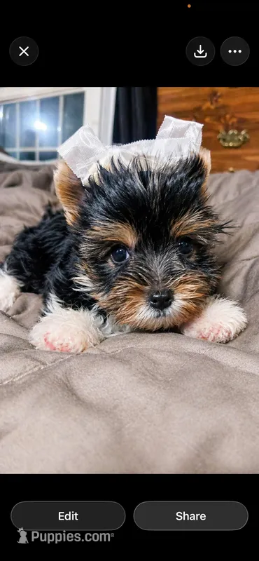 JJ – Mini Yorkshire Aussie puppy for sale in Manassas, VA