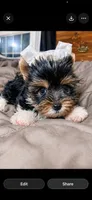 JJ, a male Mini Yorkshire Aussie for sale in Manassas, VA – 1 of 1