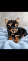 Simba, a male Yorkshire Terrier for sale in Manassas, VA – 2 of 2
