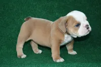 Edna, a female English Bulldog for sale in Rainsville, AL – 4 of 6