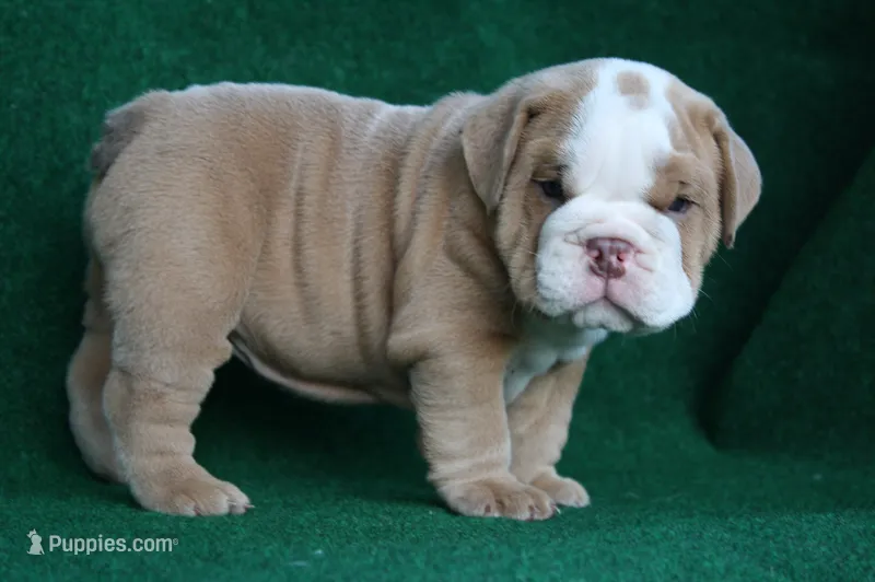William – English Bulldog puppy for sale in Rainsville, AL