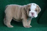 William, a male English Bulldog for sale in Rainsville, AL – 1 of 7