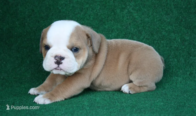 Edna – English Bulldog puppy for sale in Rainsville, AL