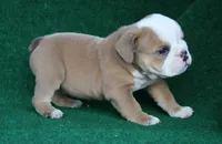 Edna, a female English Bulldog for sale in Rainsville, AL – 3 of 6