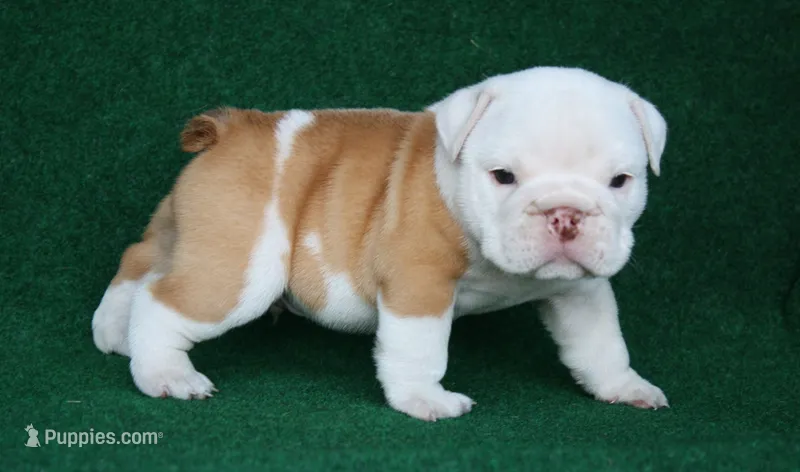 Arthur – English Bulldog puppy for sale in Rainsville, AL