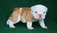 Arthur, a male English Bulldog for sale in Rainsville, AL – 1 of 6