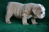 William, a male English Bulldog for sale in Rainsville, AL – 3 of 7