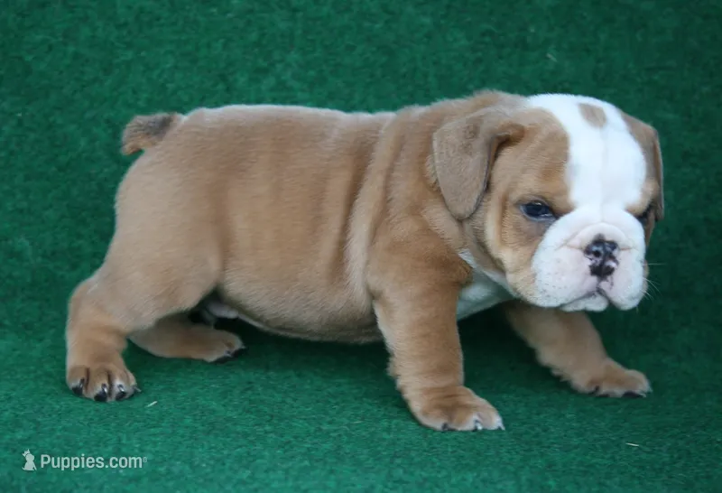 Harold – English Bulldog puppy for sale in Rainsville, AL