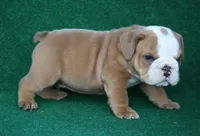 Harold, a male English Bulldog for sale in Rainsville, AL – 1 of 6