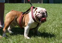 Edna, a female English Bulldog for sale in Rainsville, AL – 5 of 6