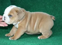 Harold, a male English Bulldog for sale in Rainsville, AL – 4 of 6
