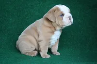 William, a male English Bulldog for sale in Rainsville, AL – 5 of 7