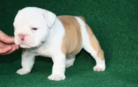 Arthur, a male English Bulldog for sale in Rainsville, AL – 2 of 6