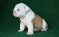 Arthur, a male English Bulldog for sale in Rainsville, AL – 3 of 6