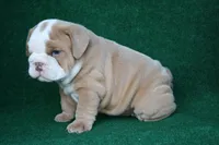 William, a male English Bulldog for sale in Rainsville, AL – 4 of 7